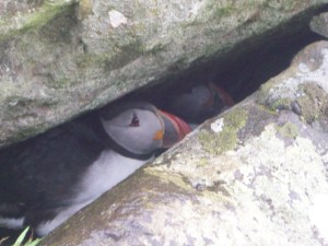 puffins05