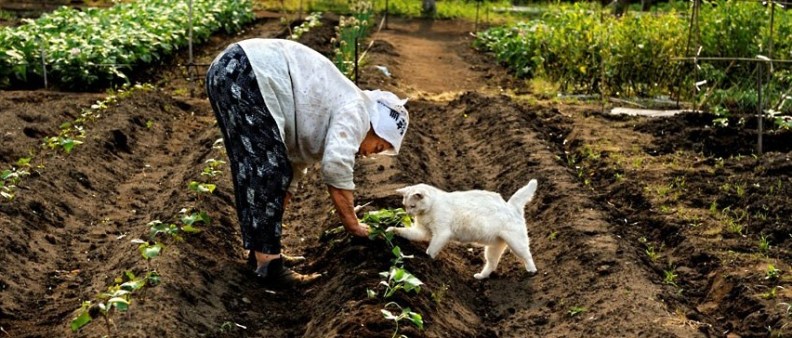 vegetable-garden_2407640k